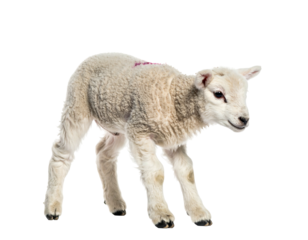 A fluffy, young sheep stands on its hooves against a black background. Its soft wool contrasts sharply with the emptiness