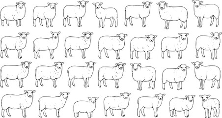 Obraz premium Cute Hand Drawn Black and White Outline Sheep Illustrations Collection