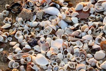 Seashells on the sand beach.