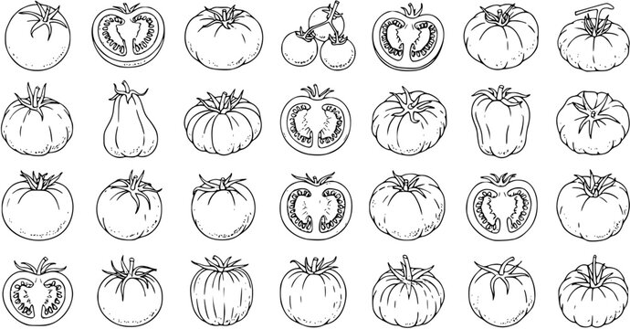 Hand-drawn line art illustration set of various tomatoes, showcasing different shapes, whole and half-cut vegetables, perfect for culinary and garden-themed designs.