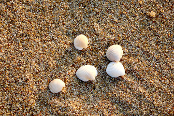 Seashells on the sand beach
