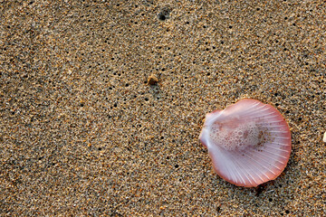 Seashells on the sand beach.