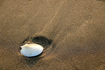Seashells on the sand beach.