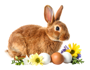 A fluffy brown rabbit sits near colorful flowers and three eggs against a transparent black background, suggesting Easter