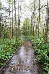 Wet Wooden Boardwalk Through a Lush Japanese Forest