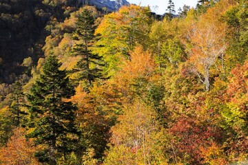 Fototapeta premium Golden Autumn Leaves in a Deep Green Forest