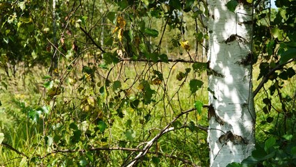 Fototapeta premium landscape, forest, birch, nature, travel, sky, lake, summer, nature