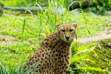 Cheetahs sitting in Singapore Zoo