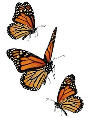 Fototapeta premium Monarch Butterflies Flying on White Background