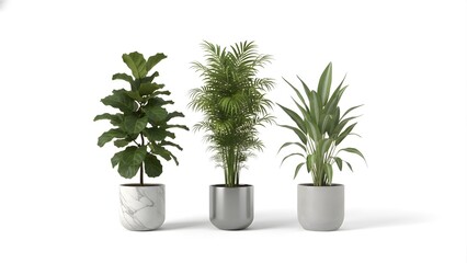 Three tall indoor plants ficus lyrata, bamboo palm, and dracaena, styled in luxury planters