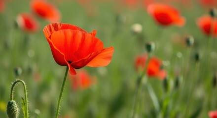 Obraz premium Vibrant red poppy flowers swaying in a lush green field