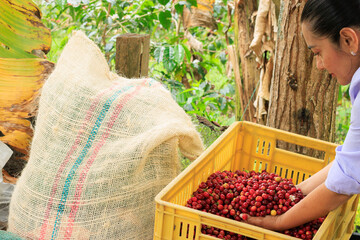 woman holding ripe coffee cherries during harvest on coffee farm