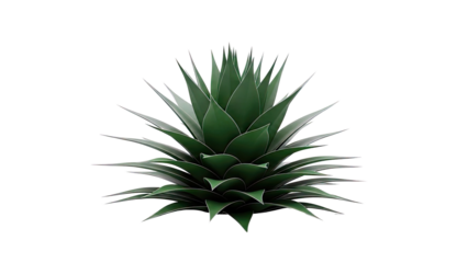 Green Agave Plant with Sharp Leaves on White Background