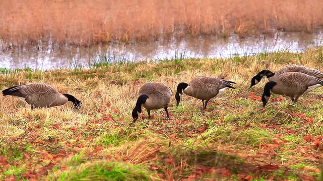 a video of Canadian geese at Nisqually Natural Wildlife Preserve Washington State