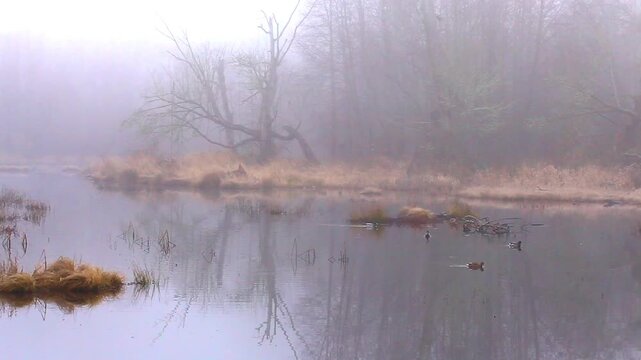 a video of a misty pond at Nisqually Natural Wildlife Preserve Washington State
