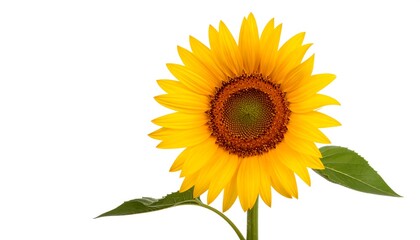 Obraz premium Bright sunflower on white.