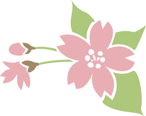 桜の花と葉とつぼみのイラスト 透明背景