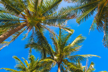 background with green leaves of coconut palms trees against a blue sky in the tropics in summer on tropical island. Concept of tourism and travel