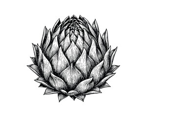 Obraz premium Detailed Engraving of an Artichoke Isolated on White Background