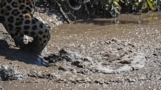 Jaguar Attacks Caiman in River - A Dramatic Wildlife Encounter.