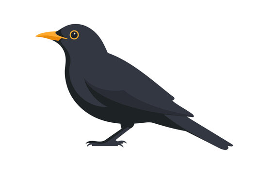 A cartoon blackbird with a yellow beak stands on a white background