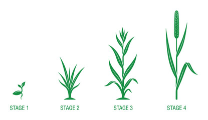 Fototapeta premium Grass Growth Stages Vector Illustration, Plant Life Cycle Germination Diagram