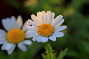 Fototapeta premium Close up beautiful daisy flower in the garden