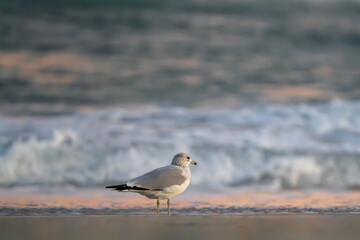 seagull on the beach at sunset