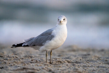 seagull on the beach looking around