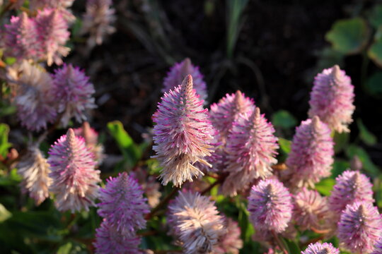 Ptilotus exaltatus, Tall Mulla Mulla, Pink Mulla Mulla in the garden