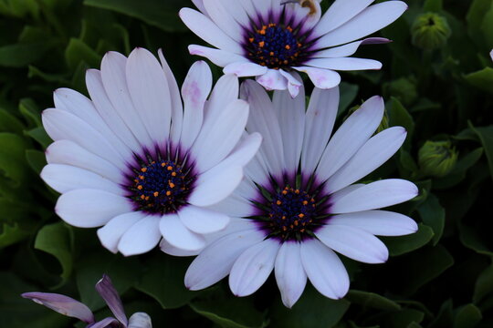 Close up beautiful daisy flower in the garden - Powered by Adobe