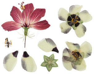 Herbarium. Set of pressed hibiscus flowers. Digital herbarium, scrapbooking. Hibiscus flowers, isolated over white. © svrid79