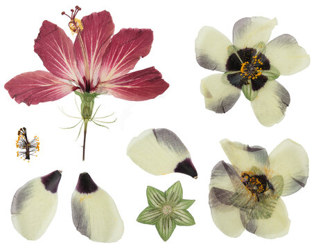 Herbarium. Set of pressed hibiscus flowers. Digital herbarium, scrapbooking. Hibiscus flowers, isolated over white.