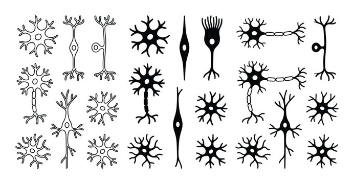 Neuron Cells Variety Vector Illustration, Neuron Types Different Shapes, Brain Cells