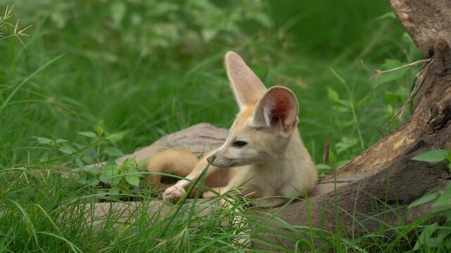 A Fennec fox, known for its oversized ears, relaxes in the grass at the Nantong Forest Zoo