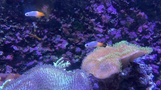 Nano fish tank: firefish goby and yellow clown goby swimming above soft corals in a tropical saltwater reef aquarium.