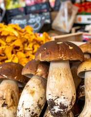 Wild Mushroom Varieties Including Boletus and Golden Chanterelles at Market
