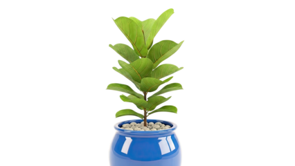 Fiddle Leaf Fig Plant in Blue Pot
