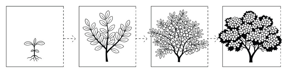 Obraz premium Plant Growth Stages Diagram: Seedling to Mature Tree Illustration