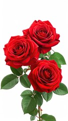 Fototapeta premium Three vibrant red roses with green leaves (4)