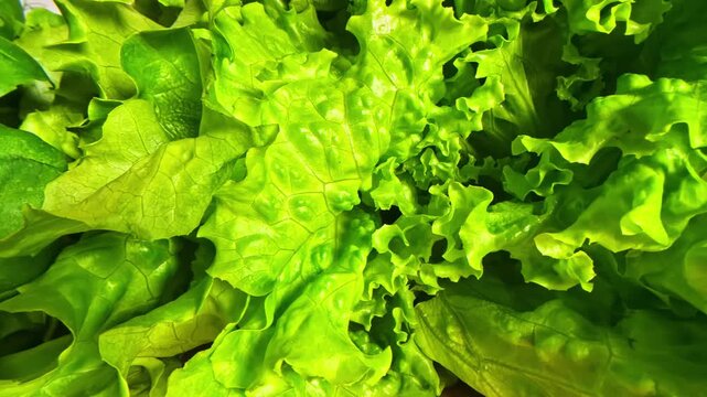 Abstract overhead texture of fresh leafy greens with water droplets and rich color