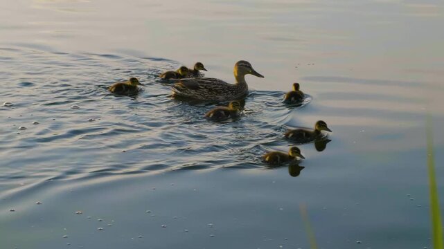 Footage of a female Mallard duck (Anas platyrhynchos) leading her small, fluffy ducklings in a straight line across the calm water of the Ros River in Ukraine. The adorable duck family creates gentle 