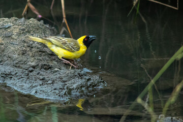 South African birds - male southern masked weaver in breeding plumage drinks water from a puddle in the countryside