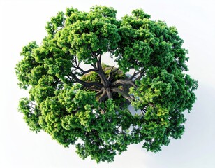 Obraz premium Overhead view of a lush green tree's foliage