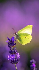 A delicate yellow butterfly rests on vibrant lavender sprigs, basking in sunlight against a soft, unfocused purple backdrop