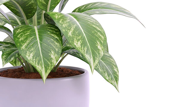 Variegated Dieffenbachia plant in a modern grey pot