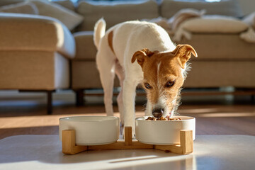 Jack Russell terrier eating dry food from white bowl on floor in home interior. Hungry dog. Concept of pet care and feeding