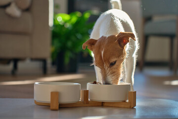 Small Jack Russell Terrier enjoying its meal from white ceramic dog bowl in home interior with sunlight. Hungry dog eating dry food. Domestic animal feeding and pet care concept