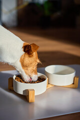Jack Russell terrier breed eating dry food from bowl in home interior. Small hungry dog eating kibble. Concept of dog feeding, pet care and domestic animals