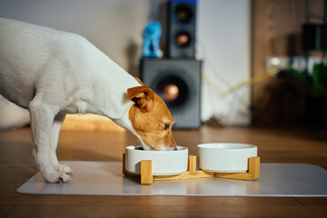 Jack Russell terrier eating dry food from ceramic bowl on wooden stand at home. Hungry dog eating kibble in living room. Concept of dog feeding, pet care and domestic animals